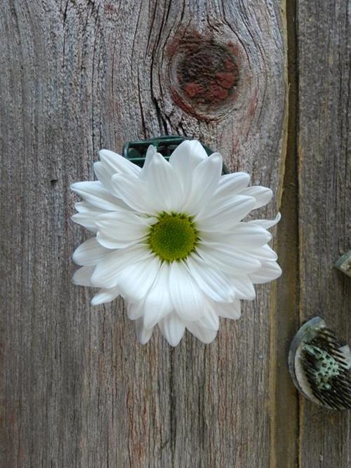 Atlantis  White Daisy Pompons